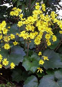 Ligularia 'Last Dance'